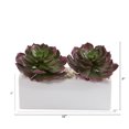 thumbnail image 2 of 11in. Echeveria Succulent Artificial Plant in White Planter, 2 of 2