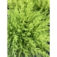thumbnail image 3 of Lemon Scented Goldcrest Cypress Tree - Indoors/Out - 4.5" Pot, 3 of 4