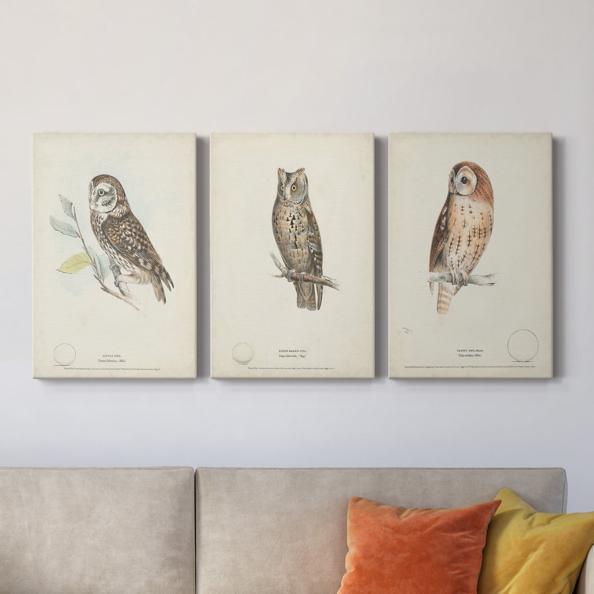 Little Owl Premium Gallery Wrapped Canvas - Ready to Hang - 8 x 12 Each