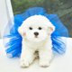 thumbnail image 2 of Vestido de gasa de verano para mascotas, vestido de gasa de seda brillante para perros, lindo y cómodo vestido de princesa con tirantes para el hombro, 2 of 5