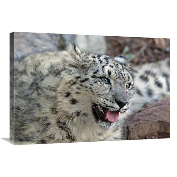 30 in. Snow Leopard Art Print - Vic Schendel