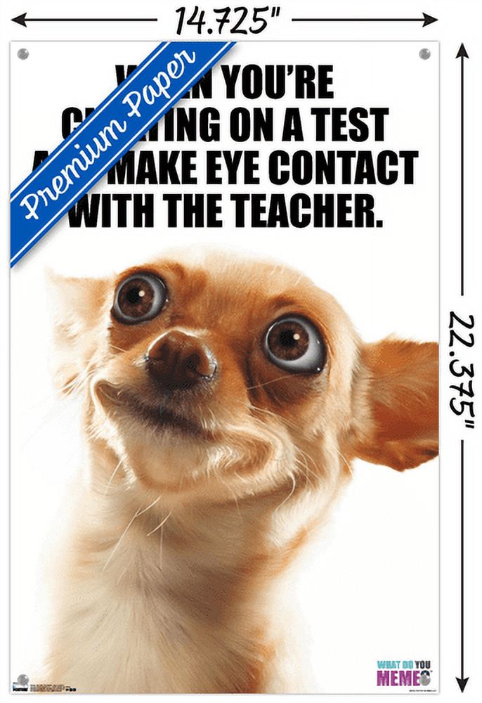 What Do You Meme - Eye Contact Wall Poster with Push Pins, 14.725" x 22.375"