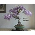 3 Types Flowering Bonsai Tree Seeds Chinese Wisteria, Judas Tree, Blue Jacaranda