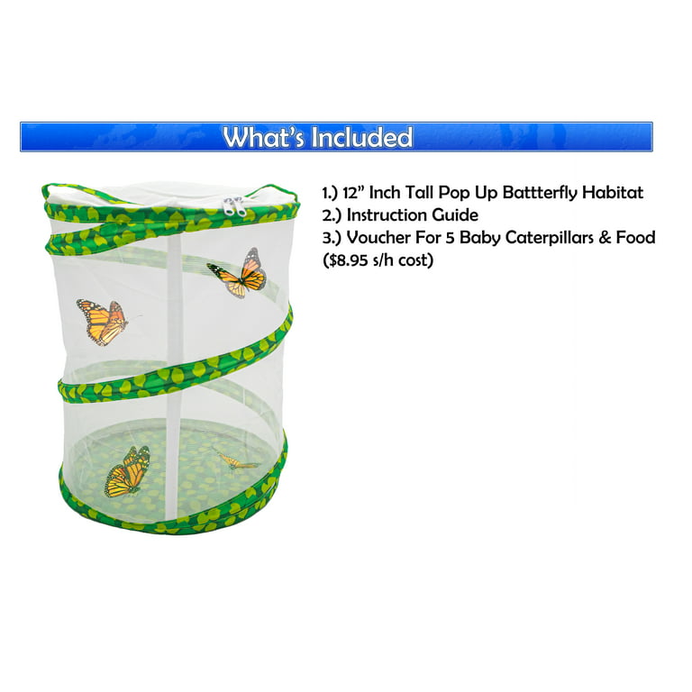The Best Butterfly Kits - Top Butterfly Growing Kits