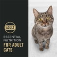 thumbnail image 4 of Purina Pro Plan Complete Essentials Shredded Blend Chicken and Rice Formula Adult High-Protein Dry Cat Food, 14 lb., 4 of 13