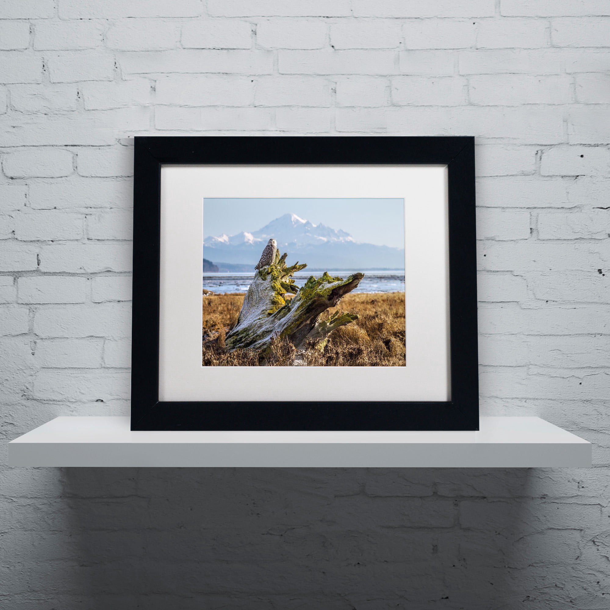 Trademark Fine Art "Snowy Owl" Canvas Art by Pierre Leclerc, White Matte/Black Frame
