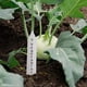 thumbnail image 5 of Plant Tags,plastic Plant Nursery Labels Garden Tags(500 Pcs,white), 5 of 5