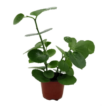 Arabian Wax Ivy - Cissus Rotundifolia - Great House Plant - 4" Pot