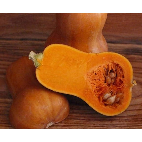 Honeynut Squash Seeds for Planting (10 Seeds) - Grow Dwarf Butternut Squash