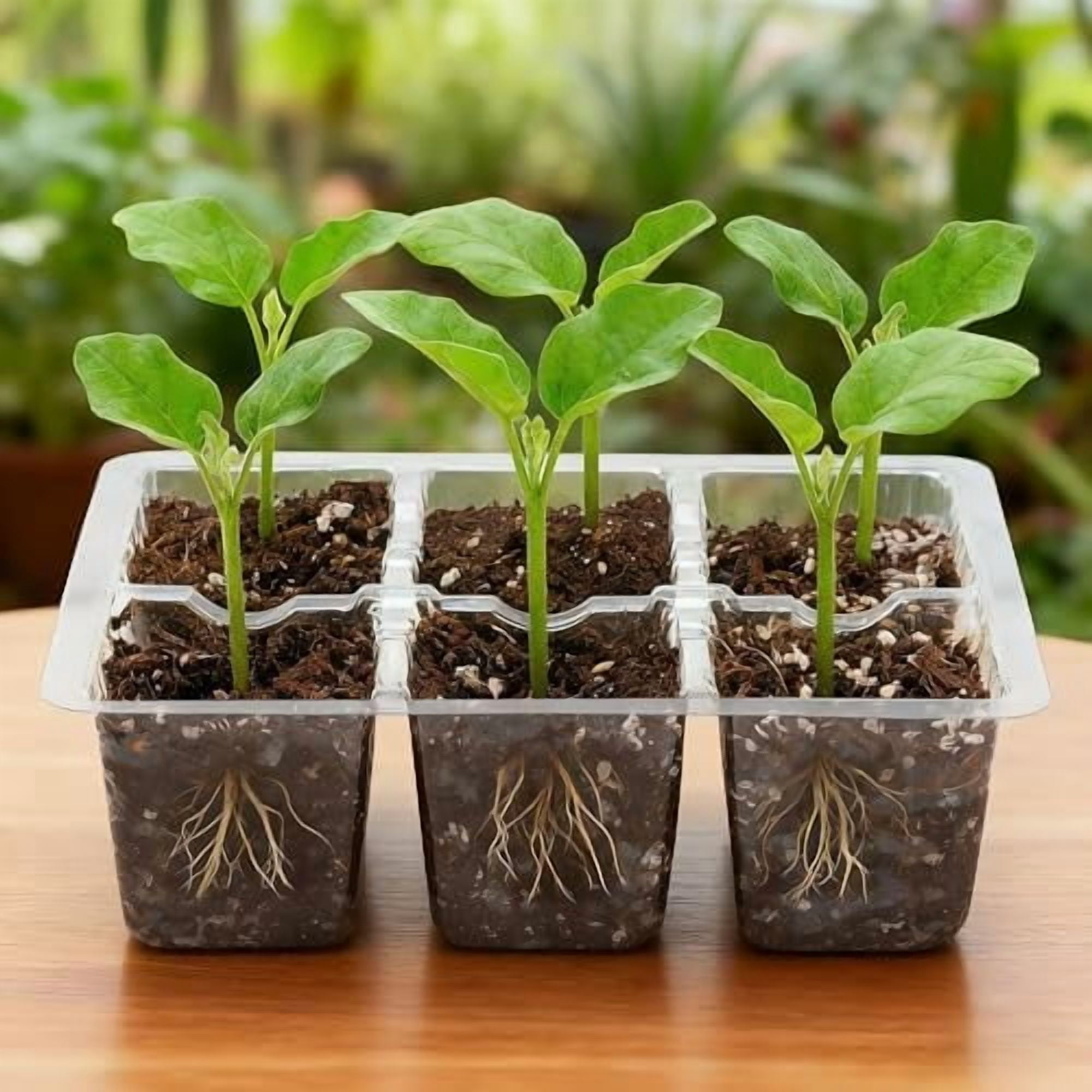 10 Packs Seed Starter Tray with Drainage Holes, Reusable & Durable, Clear for Root Monitoring, Easy to Repotted Without Root Damage, 6 Cells per Tray