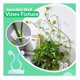 thumbnail image 5 of 50PCS Wall Vines Fixture , Plant Climbing Wall Fixture Clips, for Home Garden Wall Sticky Hook Middl, 5 of 5