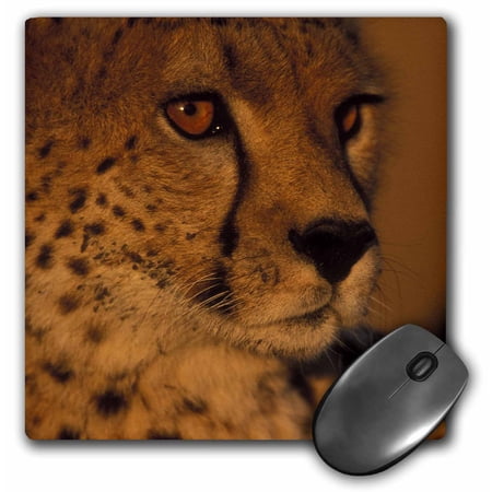 3dRose  Kenya  Masai Mara Game Reserve  Cheetah  sunset-AF21 PSO0280 - Paul Souders  MousePad price history on PriceWatchPro