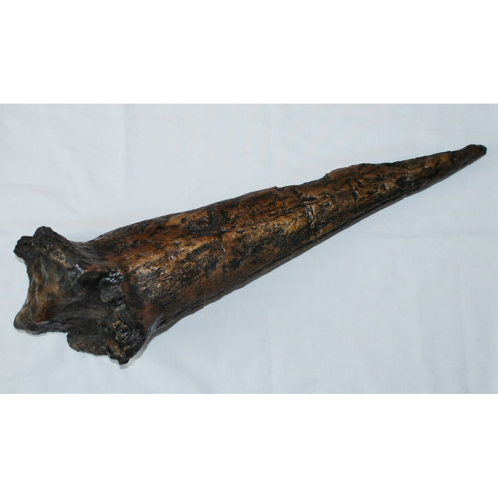 TRICERATOPS Horn CAST (REPLICA - Not a Real Dinosaur Horn) - Walmart.com - Walmart.com