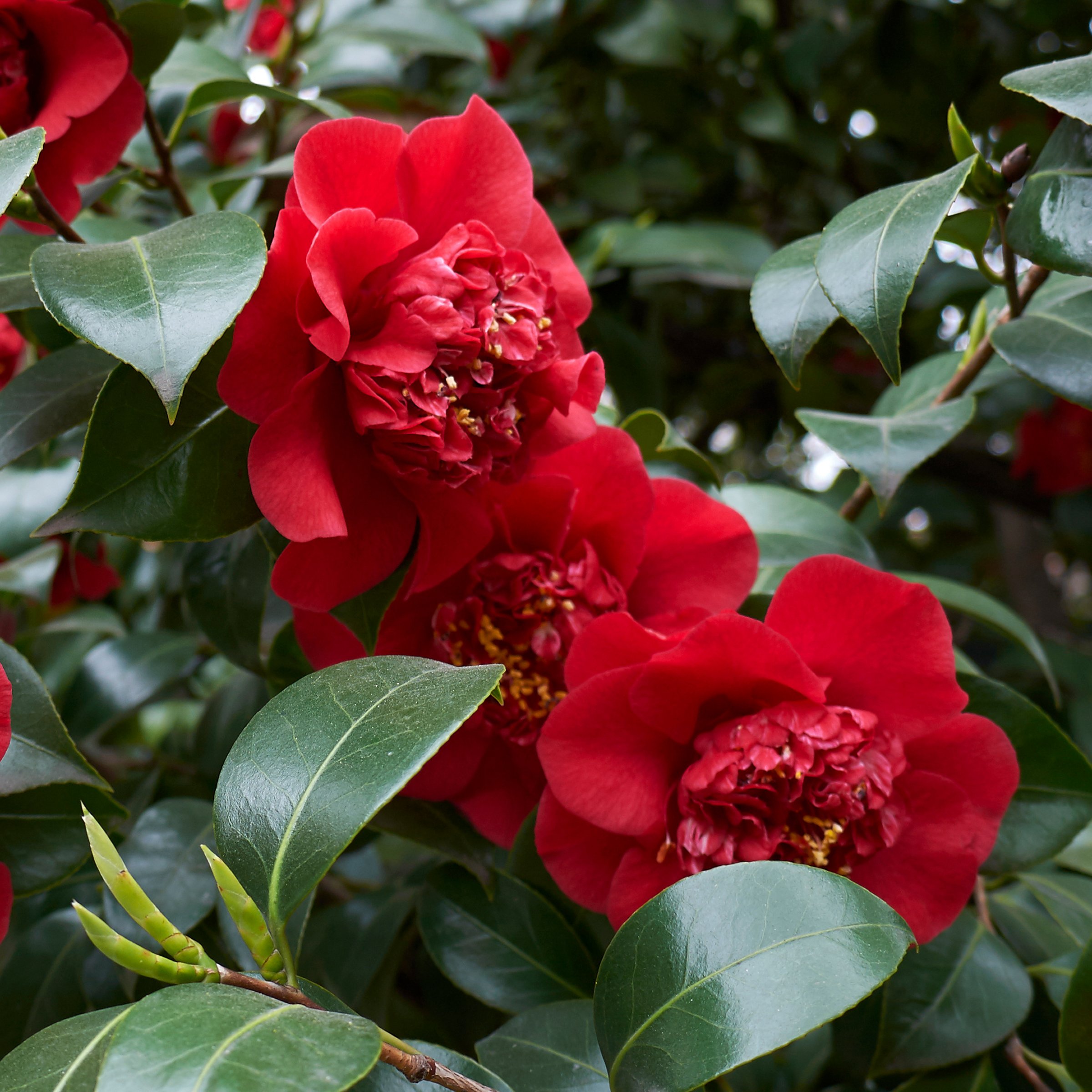 National Plant Network 1 gal. Camellia Japonica April Tryst Shrub