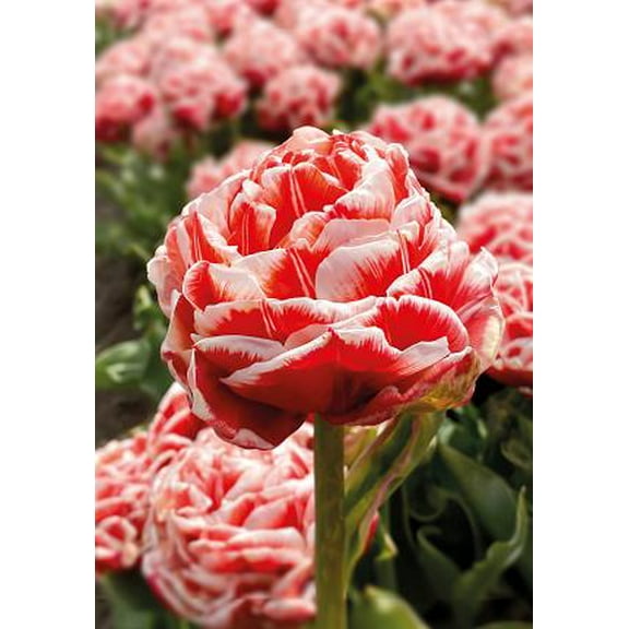Championship Double Early Tulip - 11/12 cm Bulbs - 5 Bulbs