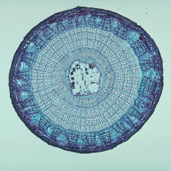 Basswood Older Stem, C.S., 12 M Microscope Slide