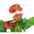 thumbnail image 4 of Costa Farms 10-12" Tall Red Anthurium, Bright Indirect Sunlight, Indoor Live House Plants, 4 of 7