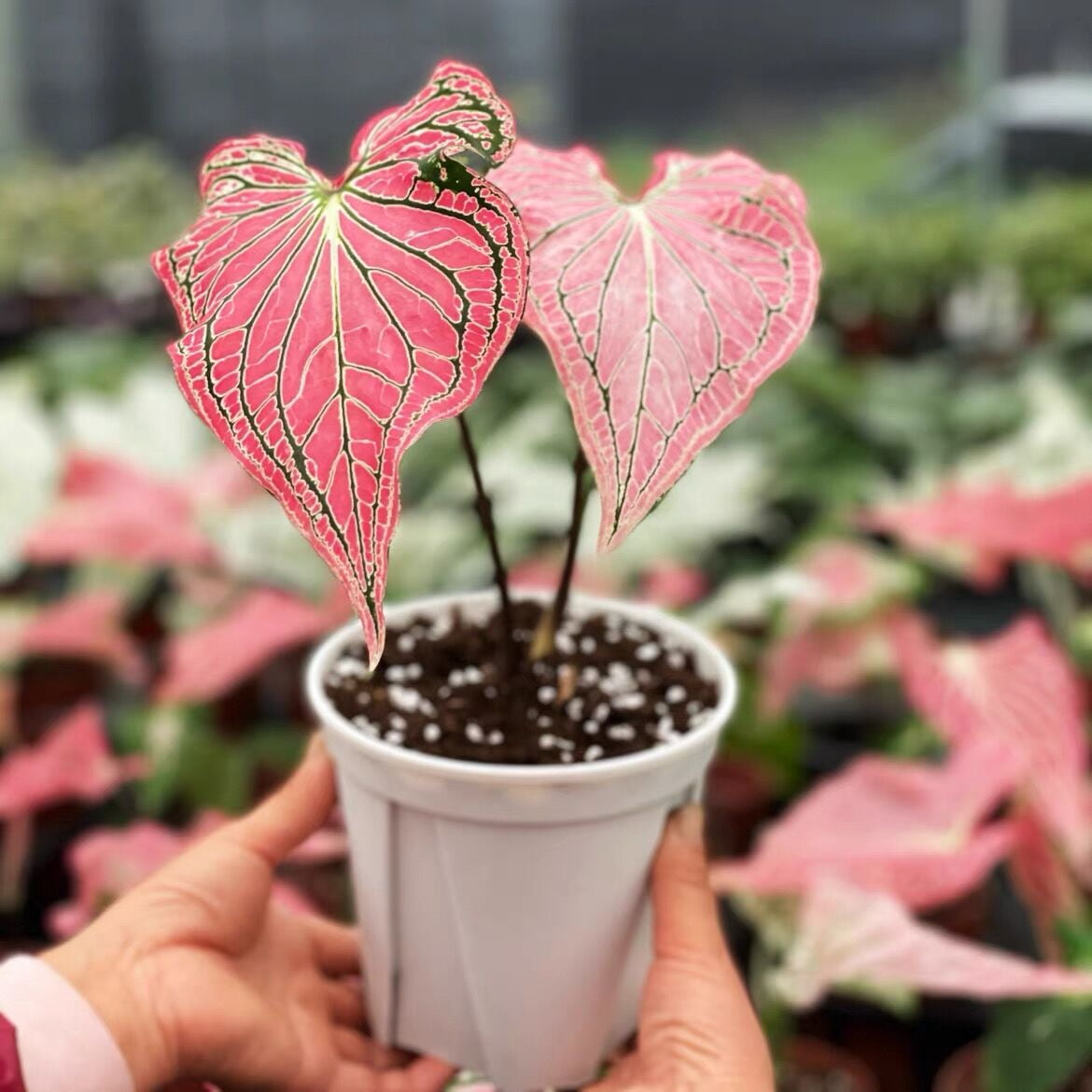 Better Homes & Gardens 1 Quart Caladium Pink Annual Live Plant (4 Count Pack)