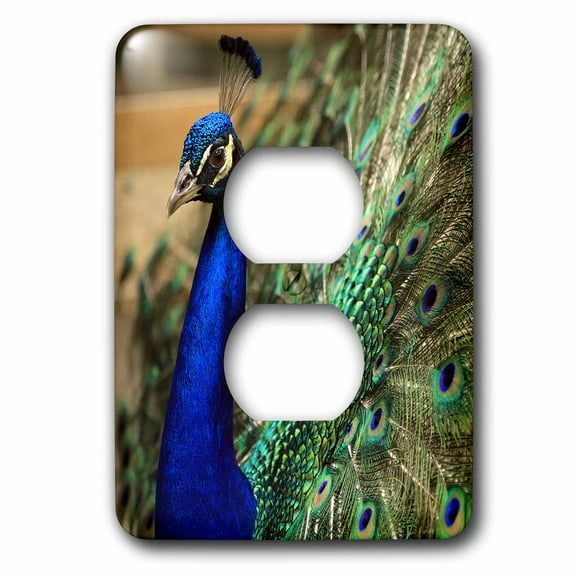 3dRose, Photo of a peacock displaying his tail feathers to attract the ladies., 2 plug outlet cover