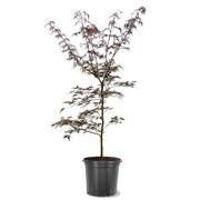 2-3 ft Tamukeyama Japanese Maple