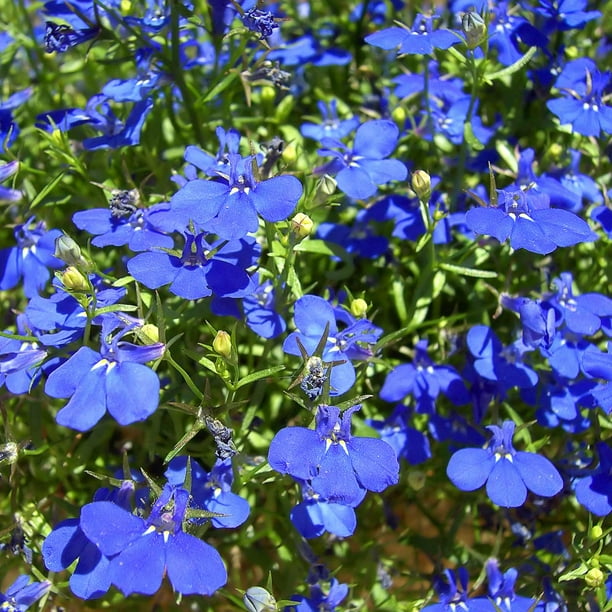Lobelia Flower Garden Seeds Regatta Series Sapphire 1000 Seeds Trailing Annual Flower Gardening Seed Lobelia Erinus Walmart Com Walmart Com