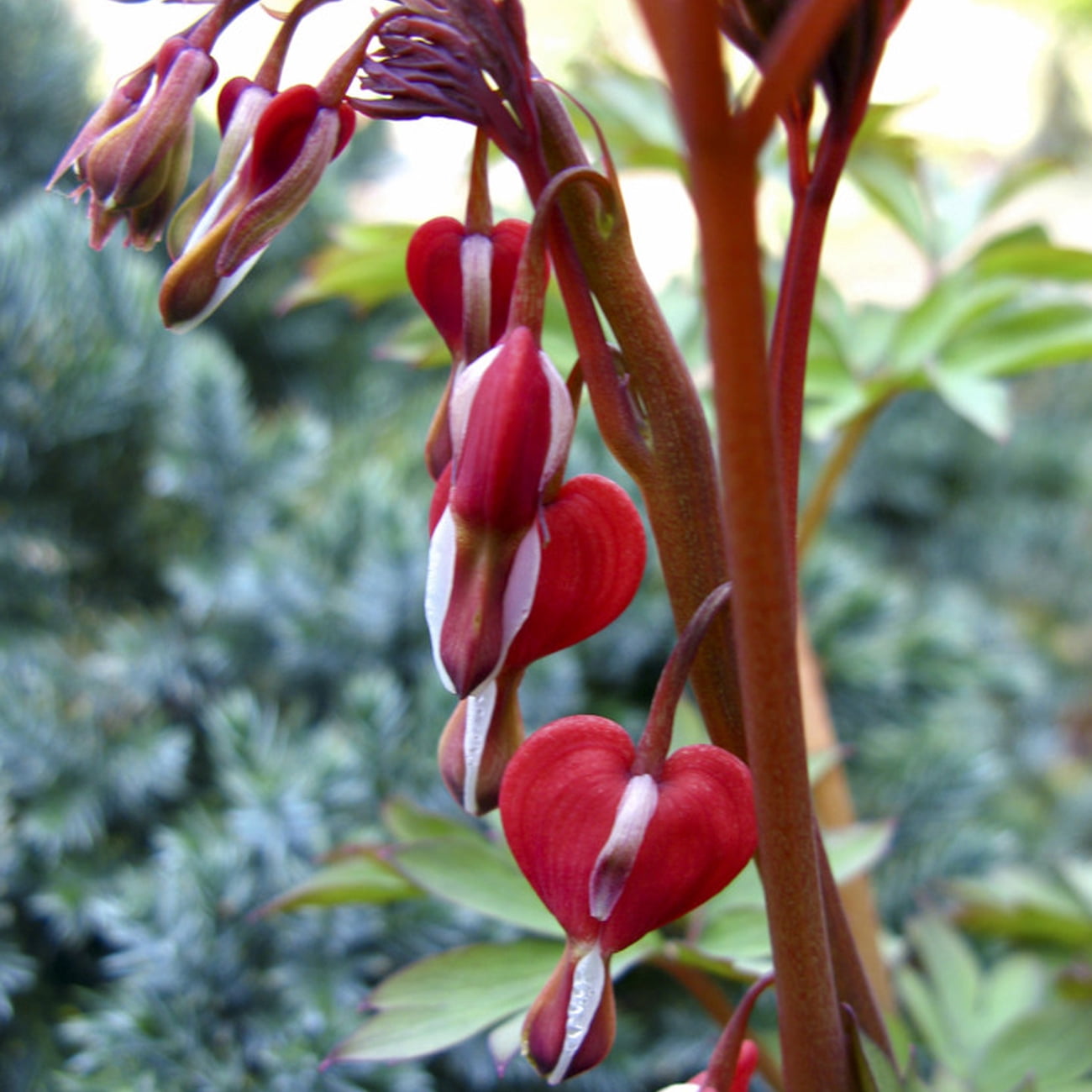 Van Zyverden Bleeding Hearts Valentine® Set of 2 Plant Roots Multicolor Partial Shade Perennial Flowering 1 lb