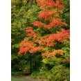 thumbnail image 2 of Vitaly Geyman 24x32 Gallery Wrapped Canvas Wall Art Titled - Fall Maple Fever VIII, 2 of 4