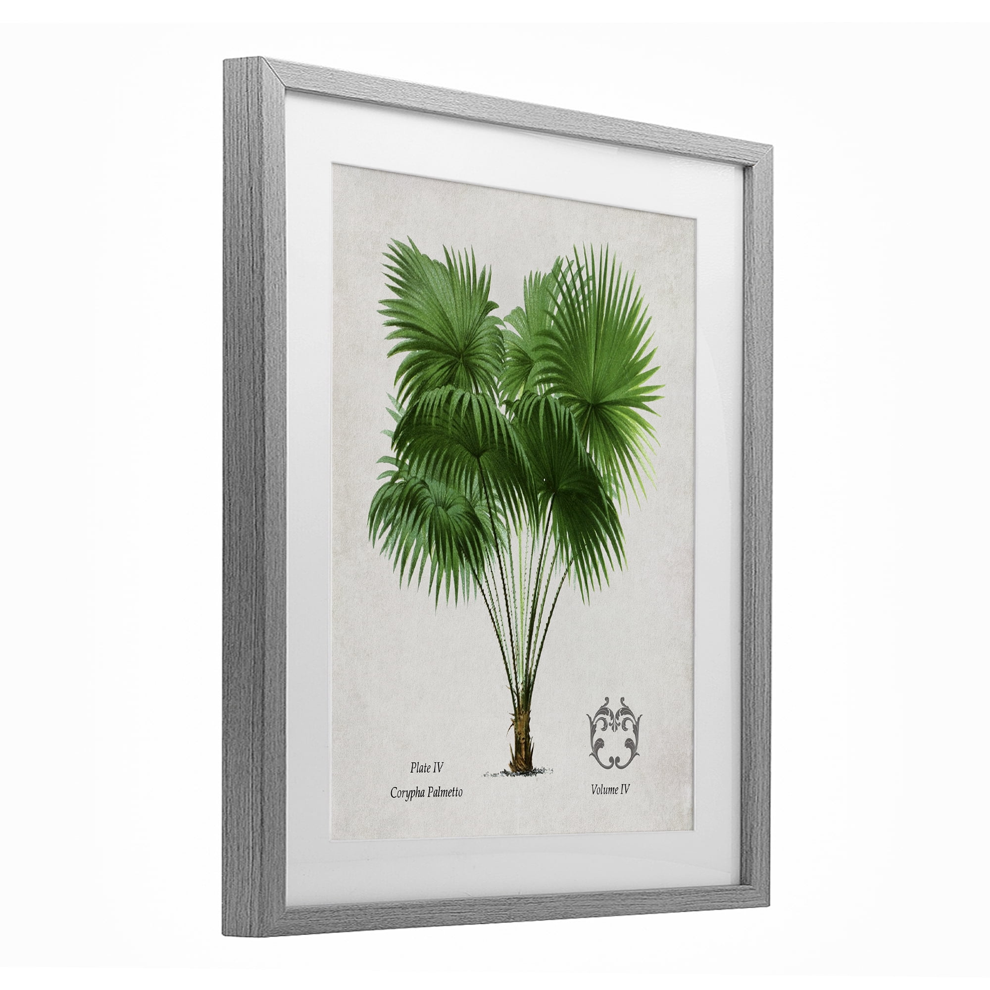 Stupell Industries Fan Palm Vintage Study Gray Framed Print Under Glass, design by Val Rhodes