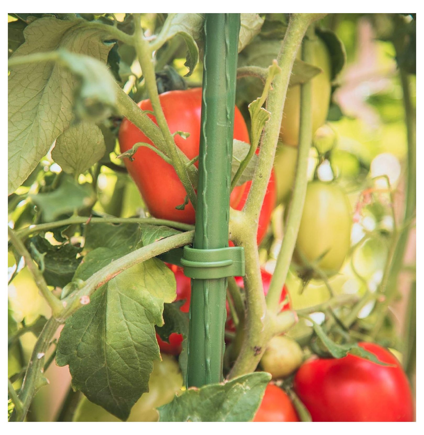 Tomato Plant Cages 3-Pack, 5ft - Ultomato Tomato Cage System, Green Plant Support for Vegetables, Flowers, Climbing Plants - Garden Stakes