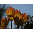 thumbnail image 2 of Bonin, Suzanne 24x19 White Modern Wood Framed Museum Art Print Titled - Tulips at Dawn, 2 of 4