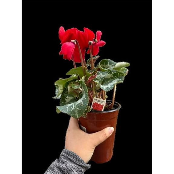 House Plant Dropship 4-CYCLAMEN-RED 4 in. Cyclamen Red Plant