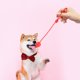 thumbnail image 5 of 3 piezas de pelotas para perros para buscar, juguetes para masticar para cachorros, juguetes para cachorros pequeños, ejercicio, lanzamiento de goma, 5 of 6