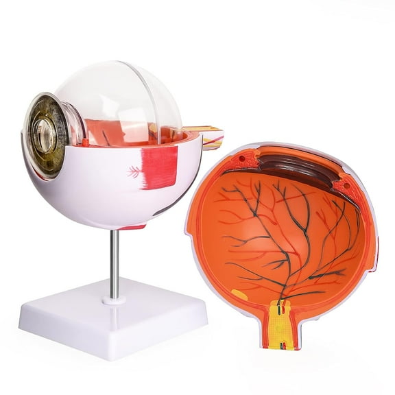 ABCISI Human Eye Anatomy Model 6X Enlarged, Anatomical Eyeball Model with Removable Stand, Eye Model for Science Classroom Study Display Medical Education