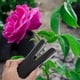 thumbnail image 2 of Alicates para perforar flores, tijeras de podar rosas, tijeras de podar hojas de espinas, abdominales, para mujeres, bebés, señoritas, 2 of 6