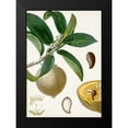 thumbnail image 2 of Turpin 11x14 Black Modern Framed Museum Art Print Titled - Turpin Tropical Fruit I, 2 of 5