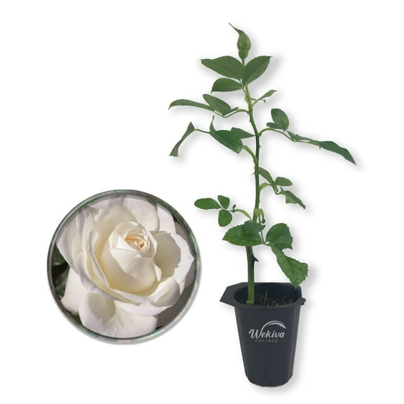 Moondance Rose Bush - Live Starter Plant in a 2 Inch Growers Pot - Beautifully Fragrant Floribunda Rose - A Versatile Beauty with a Rich Fragrance