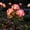 Pink, variant on Fairy Hydrangea Lights, Twinkling Tree Solar Realistic LED Colorful Flower Light, IP65 Waterproof Artificial Flower with Stake, 15H Lighting Time for Pathway Patio Yard Garden Decor (Purple,2)