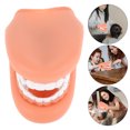 thumbnail image 2 of MOVTOTOP Modèle de Dents Humaines Modèle de Dents Standard pour Enseignement Modèle de Dents, 2 of 8