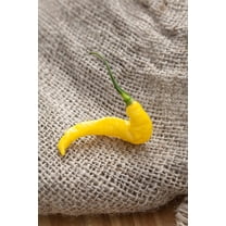 Aji Amarillo Pineapple Pepper Premium Seeds