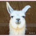 thumbnail image 2 of CafePress - Llama Body Suit - Baby Light Bodysuit, Size Newborn - 24 Months, 2 of 4