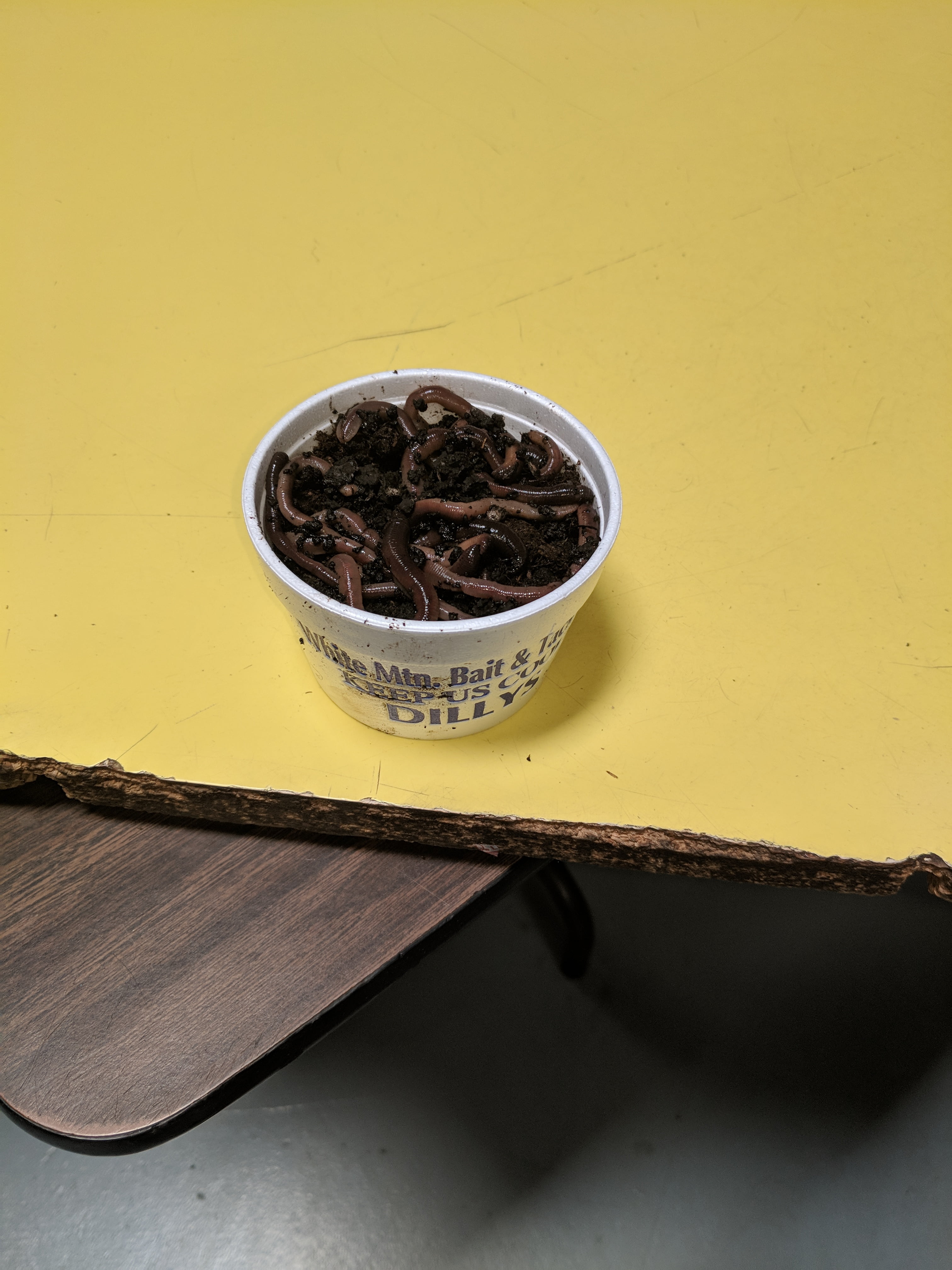 fishing worms walmart