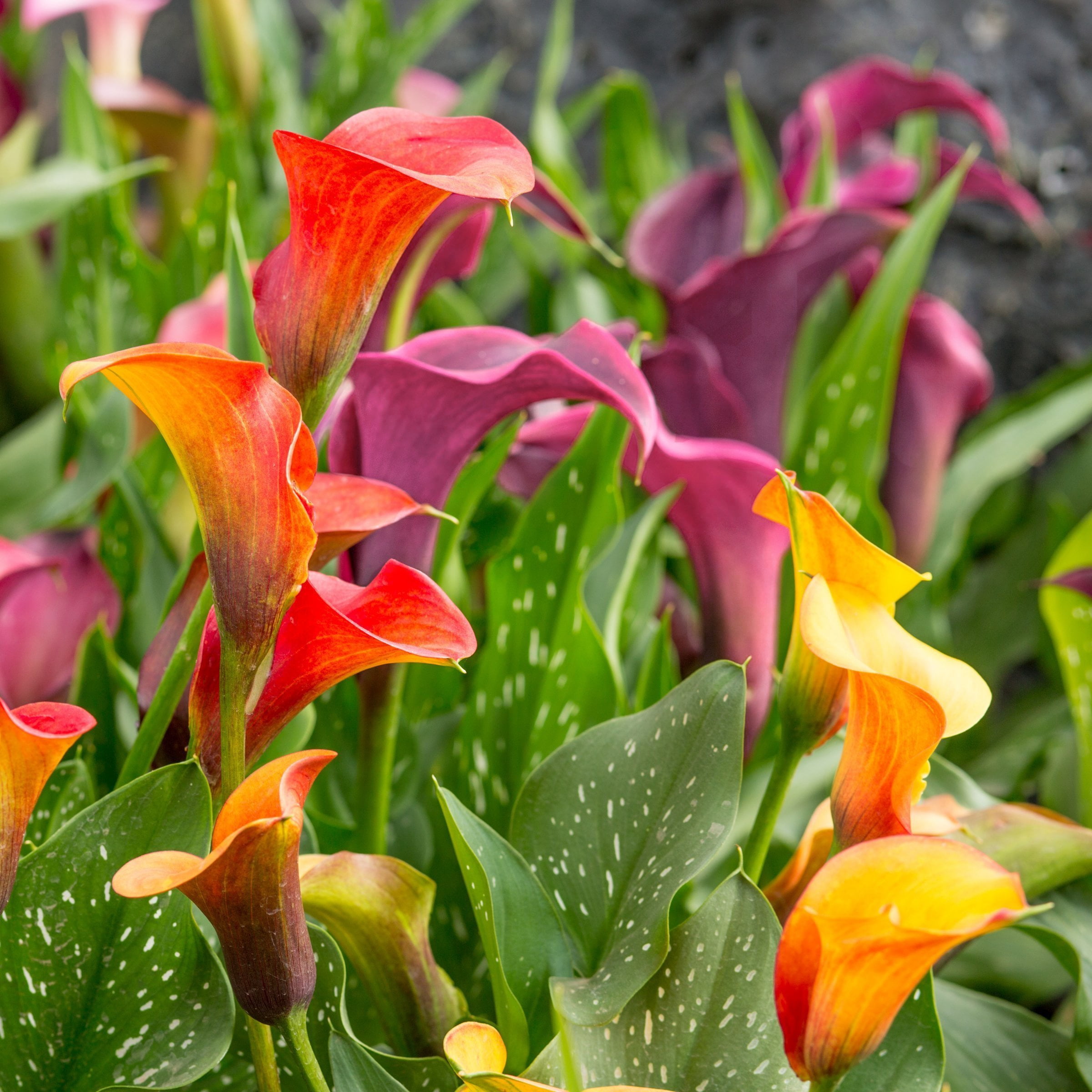 National Plant Network Calla Lily Mixed Bulbs (3-Pack)
