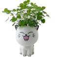 thumbnail image 1 of Laughing Cat Small Potted Plant, 1 of 2