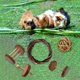 thumbnail image 5 of Juego de Juguete de Conejillo de , Conejo de Madera , , Chinchilla, Juguete para Masticar, Accesorios para Hámster, para Masticar Salvador Dali Juguetes de madera para hámster, 5 of 8