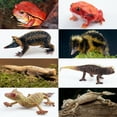 thumbnail image 5 of Toymany Toy set with animal figures of Madagascar, 12 pcs. Gift and Collection, 5 of 11