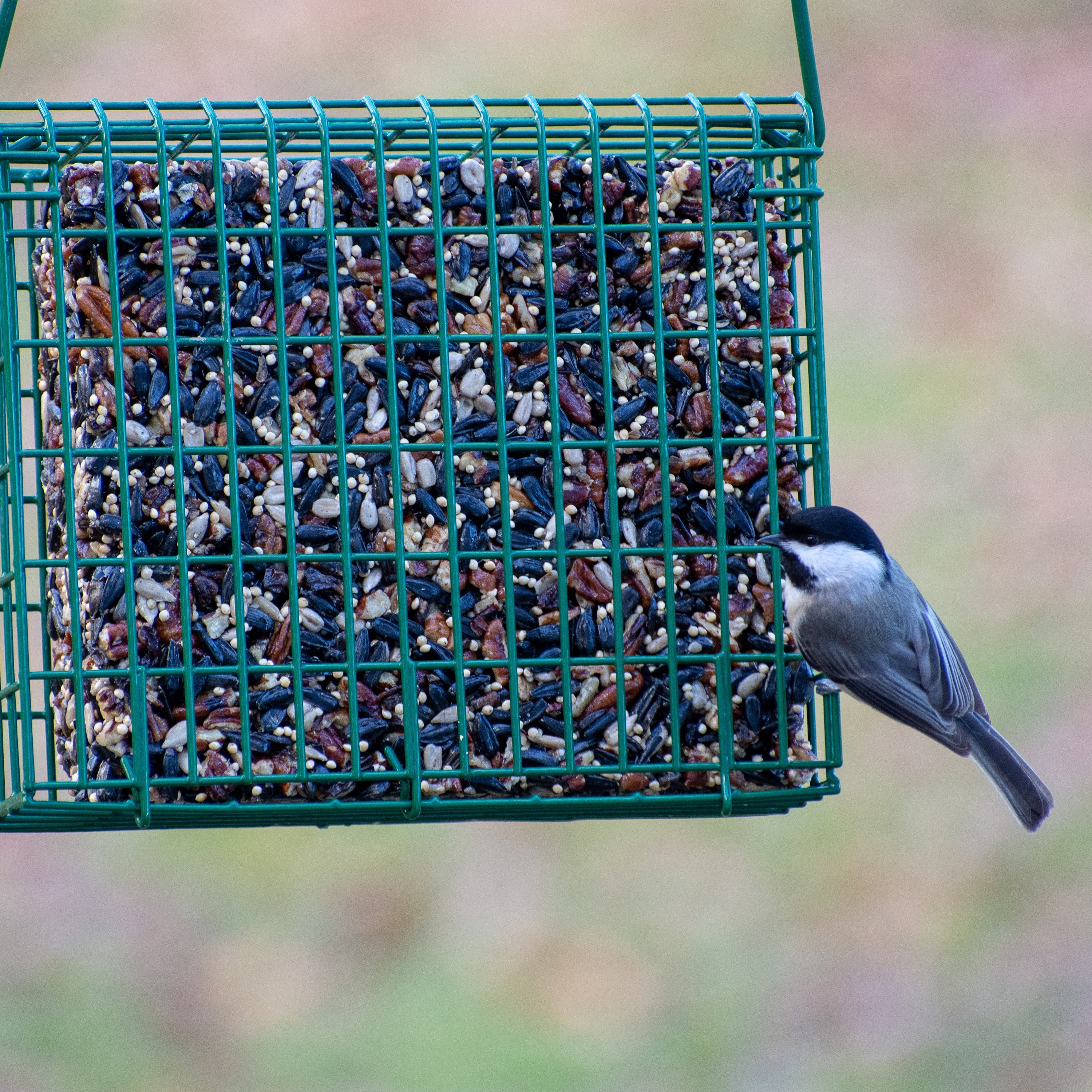 C&S Songbird Seed & Suet Snak, 36 oz, Wild Bird Food, 6 Pack