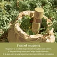 thumbnail image 2 of [I'm From] Mugwort Essence 5.4 Fl Oz | 100% Vegan Mugwort Extract - Soothe Sensitive and Irritated Skin, Redness Relief, Refreshing, Hydrating toner | All Skin Types, PETA approved, 2 of 7