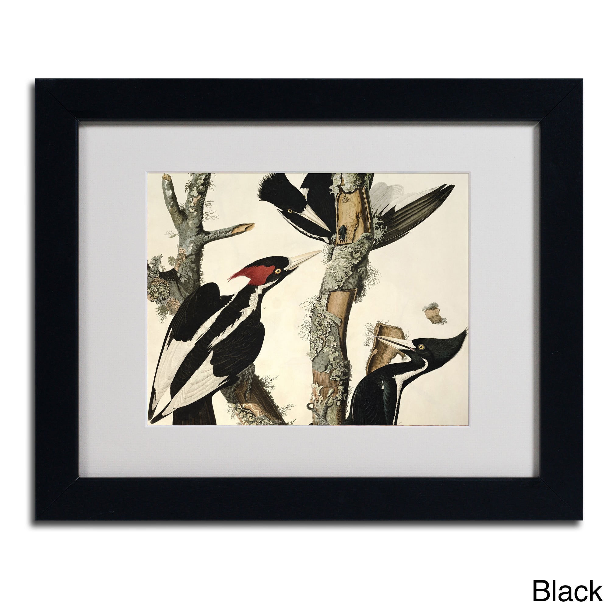 Trademark Fine Art "Ivory-Billed Woodpecker" Canvas Art by John James Audubon, Wood Frame