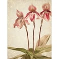 thumbnail image 2 of Great Art Now Orchids 4 by Kimberly Allen, Framed Wall Art, 14.75W x 17.75H, 2 of 3