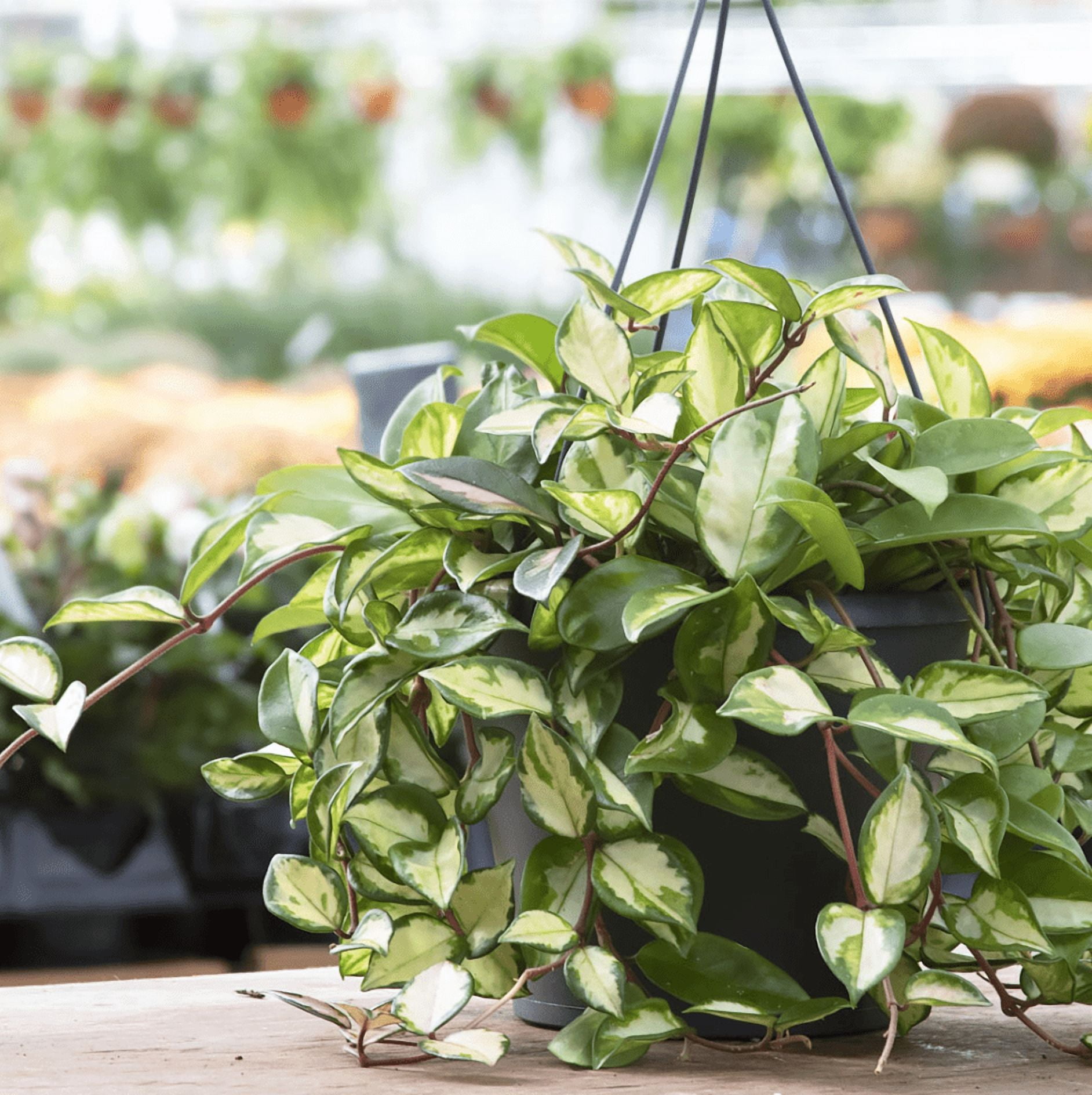 Hoya Carnosa Tricolor Plant Live for Planting, Tricolor Hoya Carnosa Plant in 4 Inch Pot for Indoor Outdoor